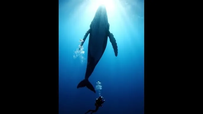 中文在线 地址 - 深蓝星球：探索海洋深处的未知世界